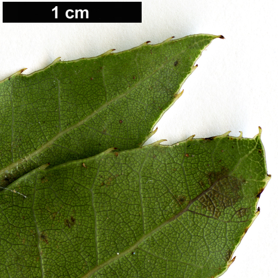 High resolution image: Family: Fagaceae - Genus: Quercus - Taxon: tarokoensis